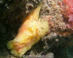 Short-Tailed Ceratosoma Little Beach Port Stevens by Debra Cahill 